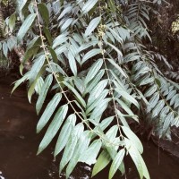 Hortonia angustifolia (Thwaites) Trimen